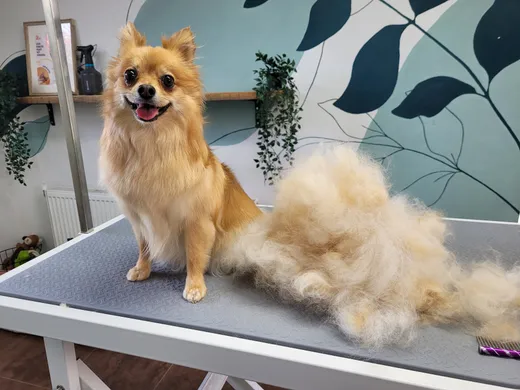 Bella, een kleine keeshond, zit vrolijk op tafel naast de berg ondervacht die eruit kwam