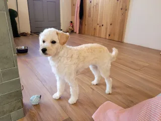 Billie, een maltipoo, na de behandeling kort en strak getrimd