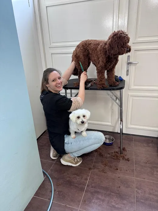 Cynthia aan het werk bij de trimtafel met Soof, een labradoodle, en Cookie, een maltezer, op schoot