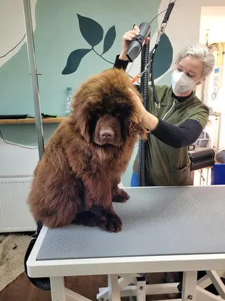 Stagiair Delila föhnt Humphrey, een bruine newfoundlander, op de trimtafel