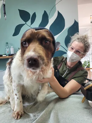 Stagiair Delila met Morris, een engelse springer spaniel, op de trimtafel