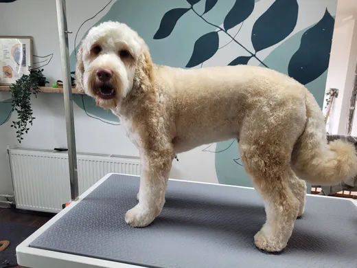 Doekhi, een labradoodle, in model geknipt op de trimtafel