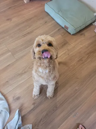 Fien, een labradoodle, zit op de vloer en kijkt met het tongetje uit de mond omhoog