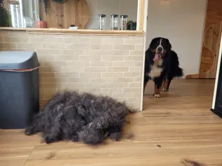 Java, een berner sennenhond, komt aanlopen achter de berg wol die eruit kwam