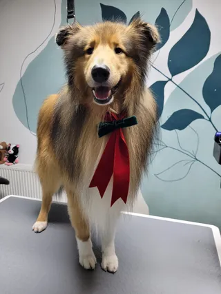 Kenzo, een schotse collie met een rode strik, vers getrimd op de trimtafel