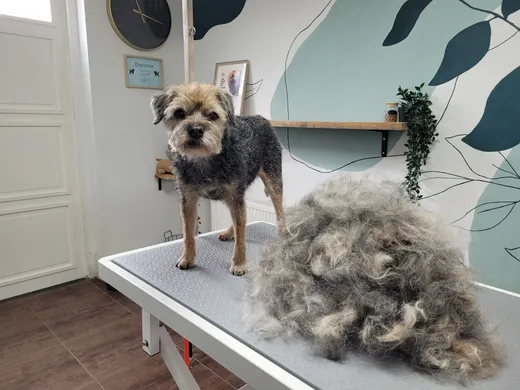 Kjelle, een border terrier, staat op de trimtafel naast de geplukte vacht