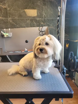 Lexi, een coton de tuléar, met een vlechtje op verzoek van het baasje