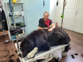 Stagiair Marion aan het werk met Maan, een landseer, op de trimtafel