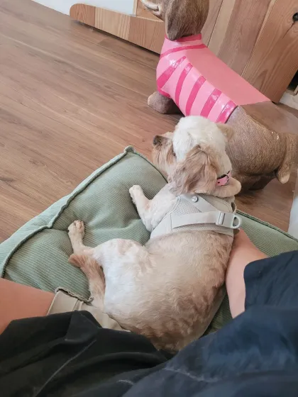 Mila, een cavapoo, ligt ontspannen tegen Cynthia aan, wachtend op haar baasje