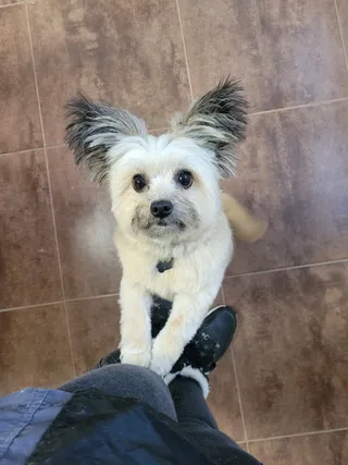 Moos, een kleine keeshond mix, zet de voorpootjes op de schoen van Cynthia