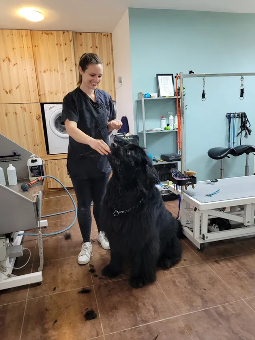 Cynthia borstelt de kop van Vegimite, een newfoundlander, in de salon