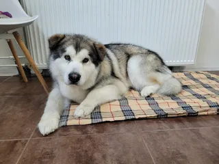 Odin, een alaska malamute, ligt op een geruit kussen