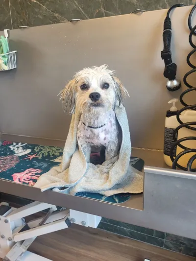 Ollie, een boomer, pas gewassen met een handdoek om zich heen in het bad