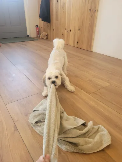 Ollie, een boomer, trekt nat en speels aan de handdoek na het bad
