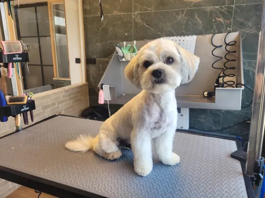 Ollie, een boomer, zit klaar op de trimtafel