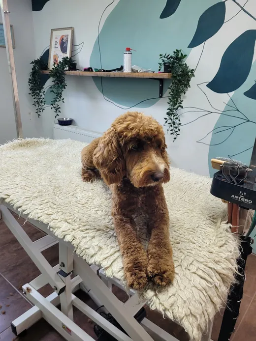 Pip, een labradoodle, ligt ontspannen op een zacht kleed op de trimtafel