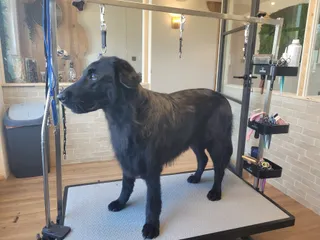 Rivkah, een flatcoated retriever, staat op de trimtafel