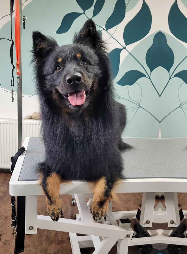 Scott, een boheemse herder, vers getrimd op de trimtafel