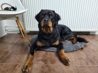 Sjef, een kruising tussen een rottweiler en een berner sennenhond, ligt op een kussen