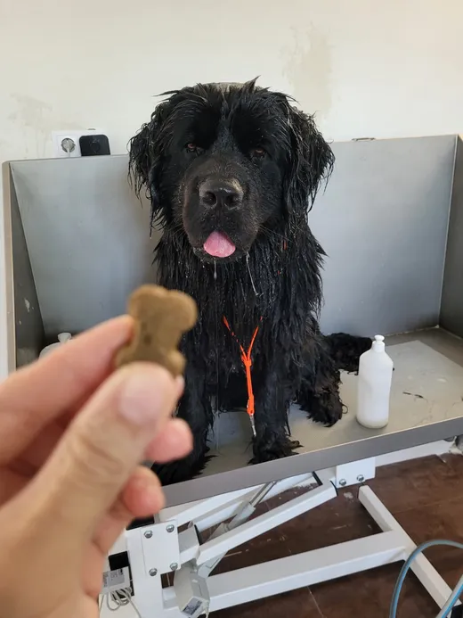 Vegimite, een newfoundlander, krijgt een koekje